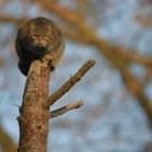 Wildkatze wann gibts jetzt fressen ?