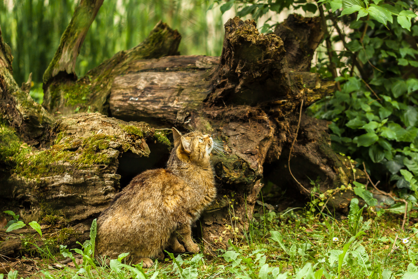 Wildkatze wartet auf Beute