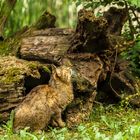 Wildkatze wartet auf Beute