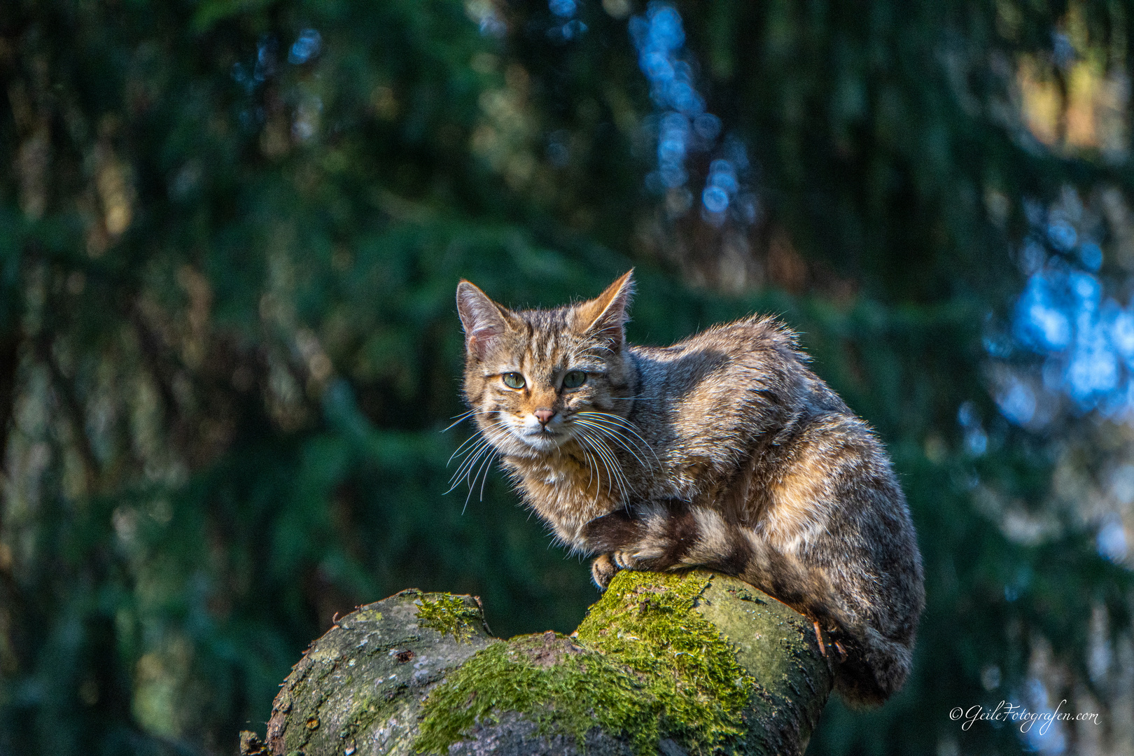 Wildkatze - Wildcat