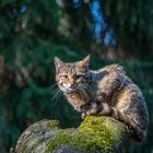 Wildkatze - Wildcat