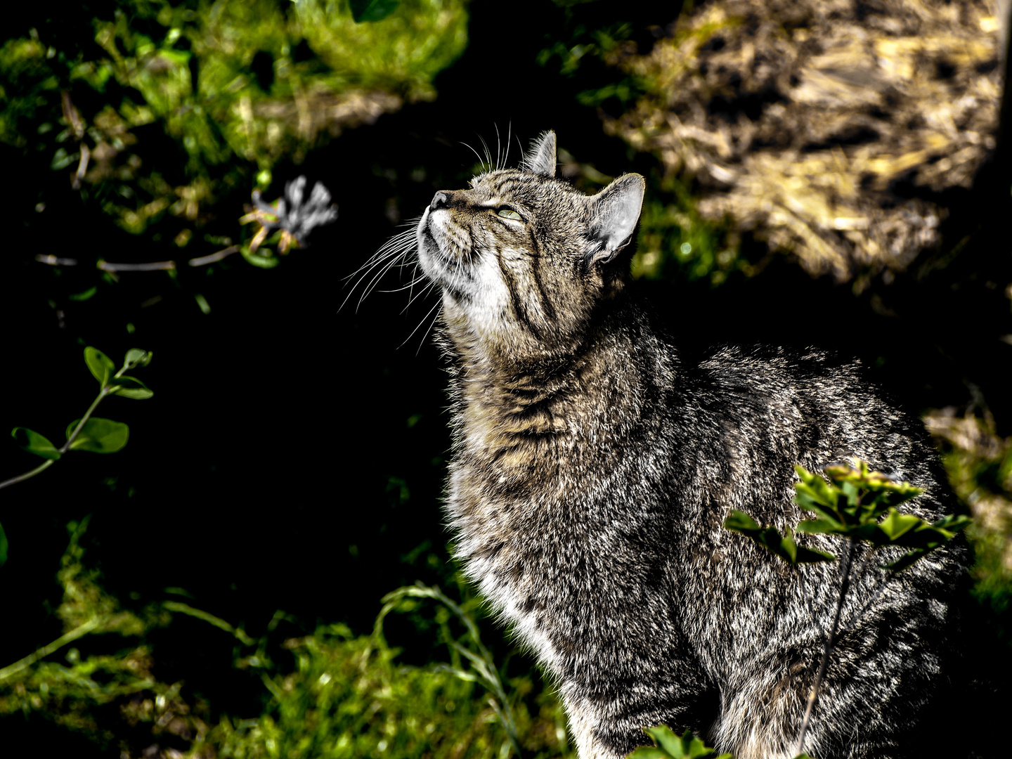 Wildkatze / Wildcat