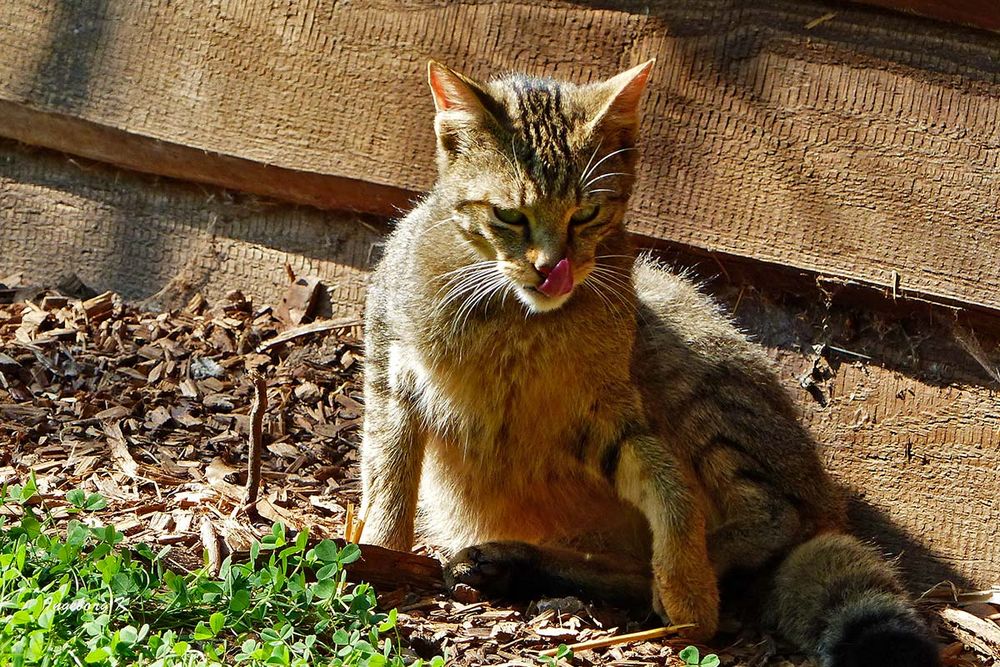 Wildkatze - Wildpark Anholt