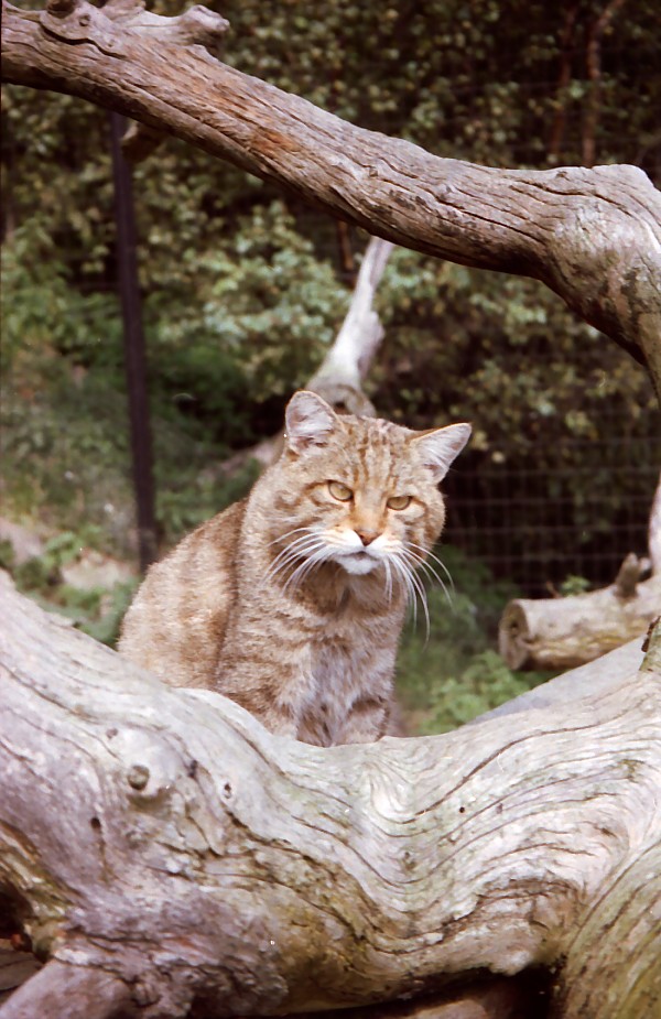 Wildkatze - Wildpark Aßling