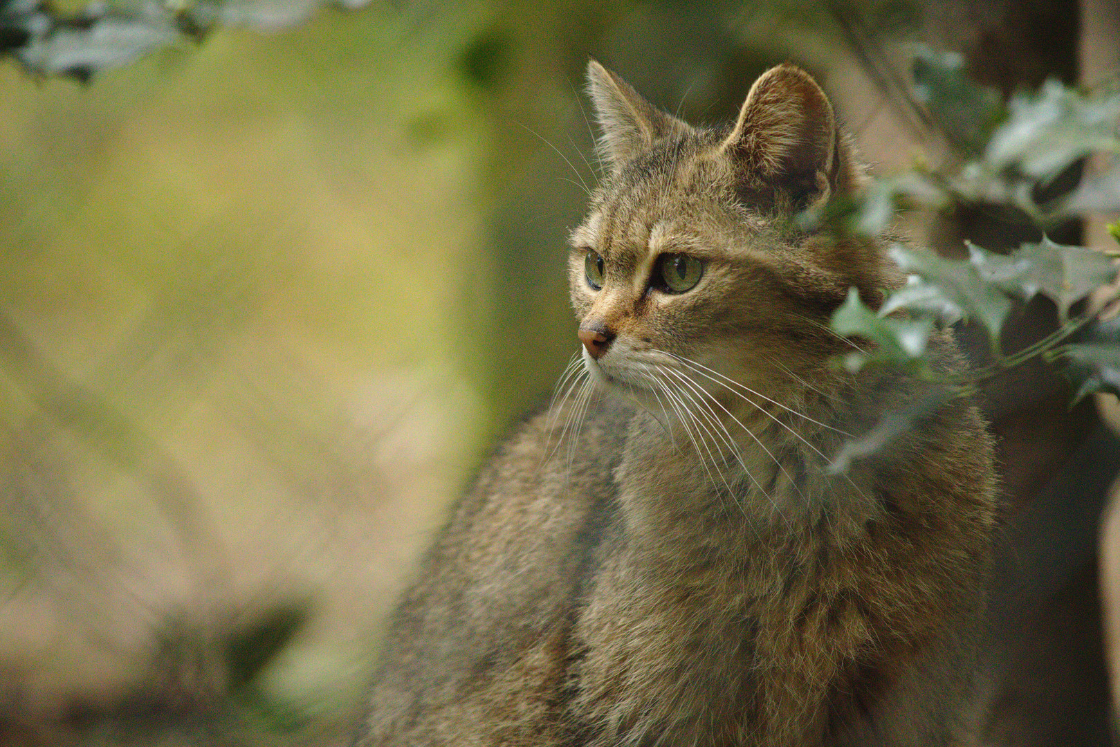 Wildkatze (Wildpark Gangelt)