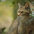 Wildkatze (Wildpark Gangelt)