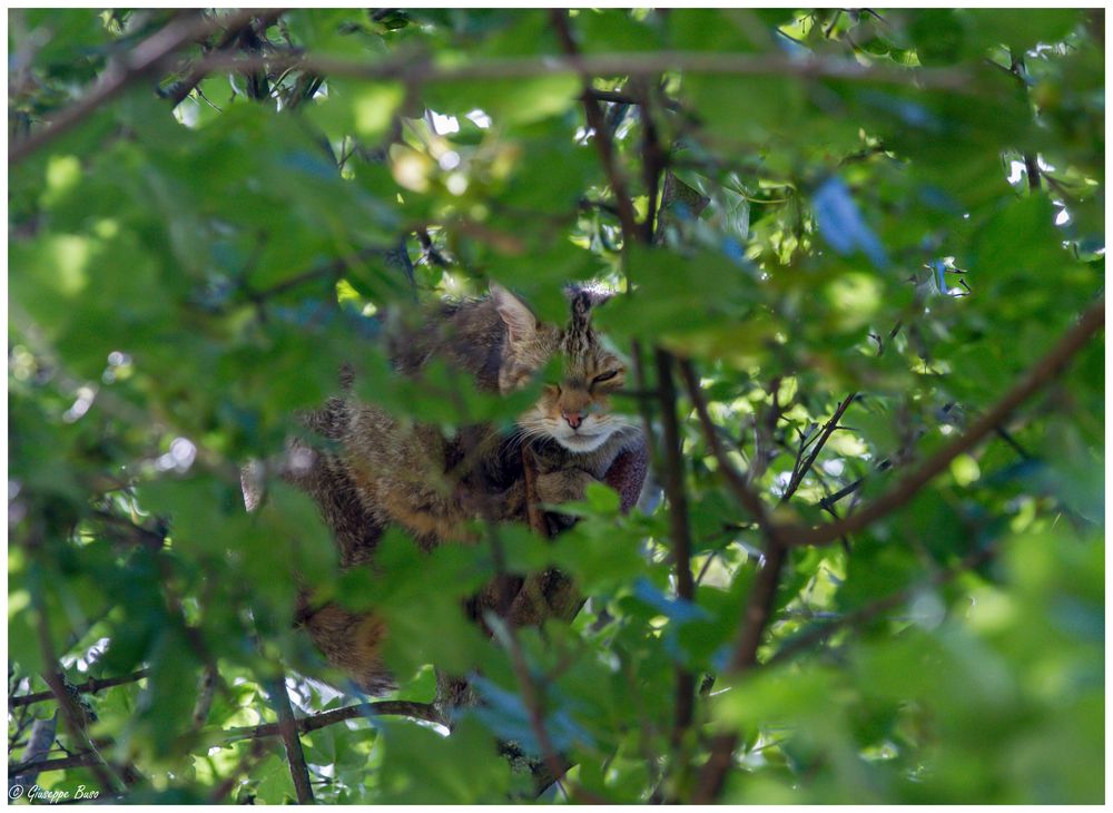 Wildkatze will ihre Ruhe haben