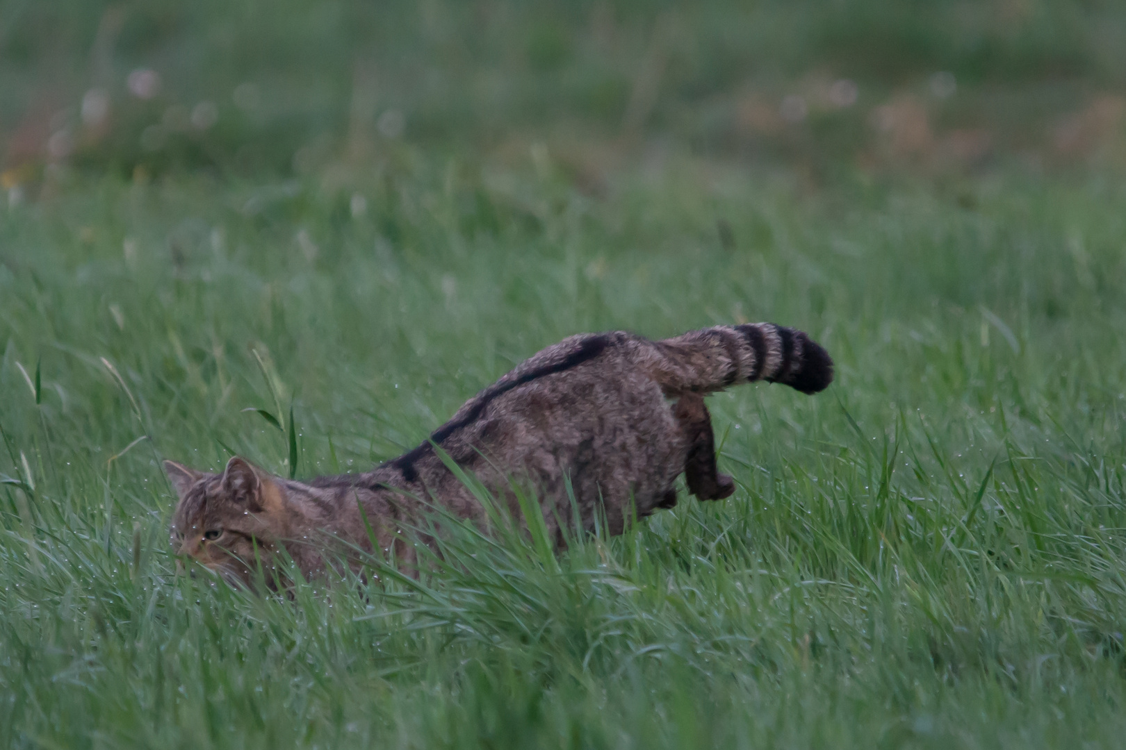 Wildkatze  wo ist die..........    April 2018