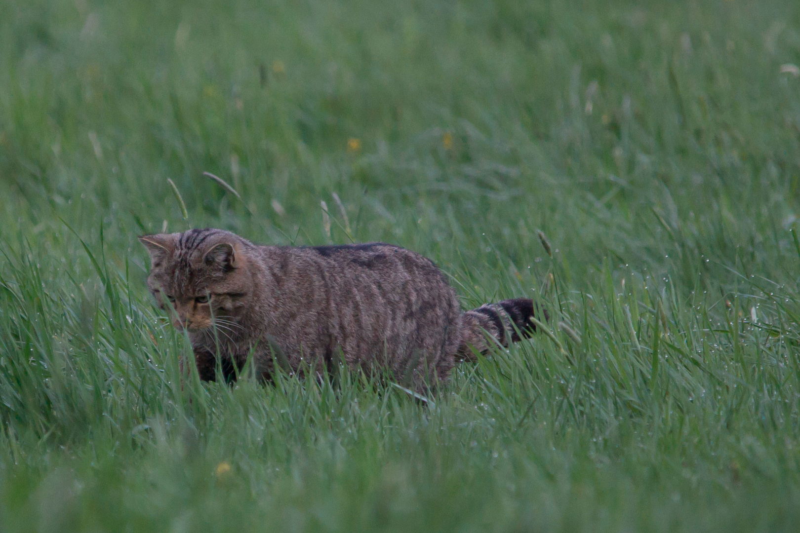 Wildkatze  wo ist die Maus?