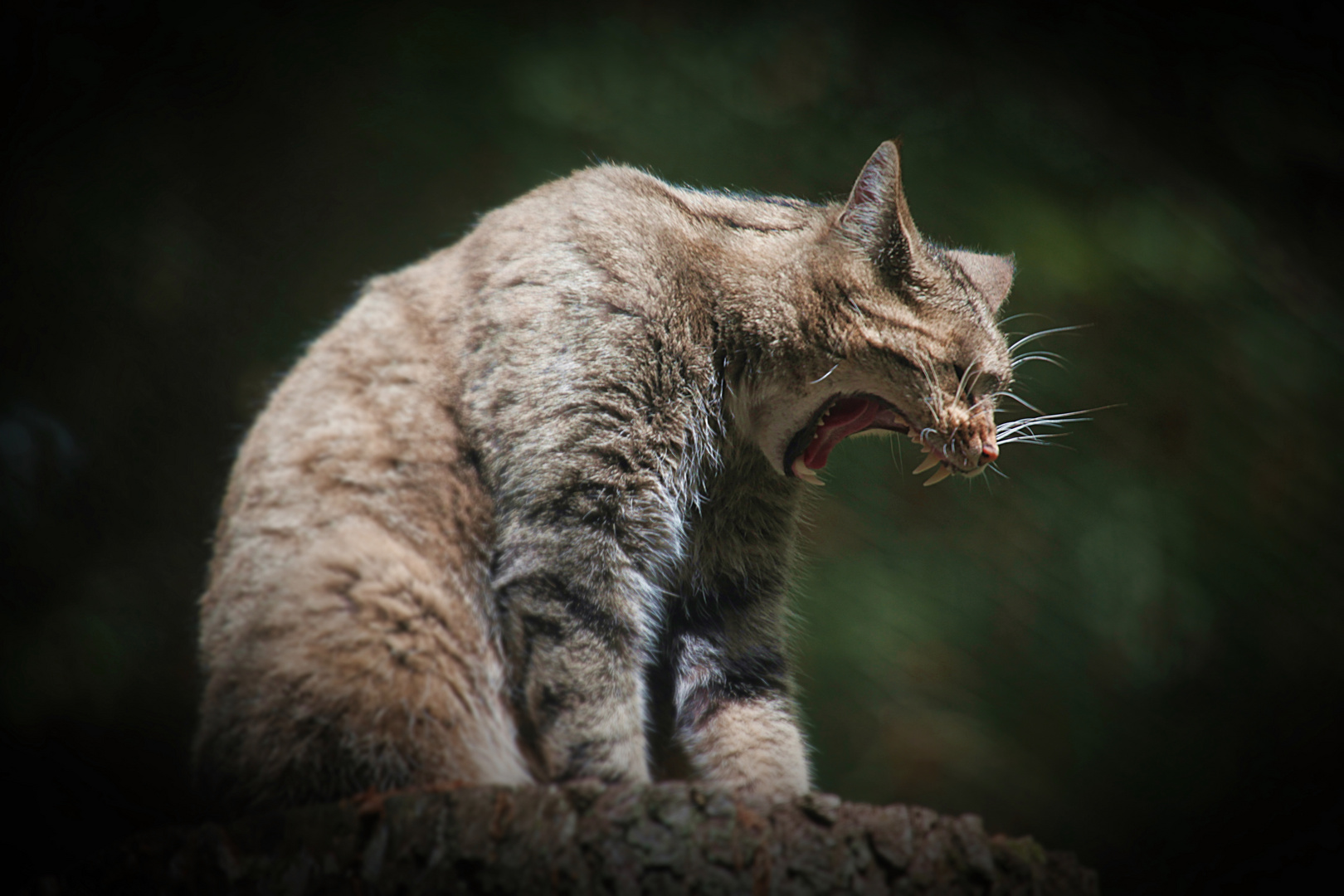 Wildkatze zeigt Zähne