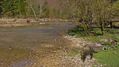 Wildkatzen an der Alm