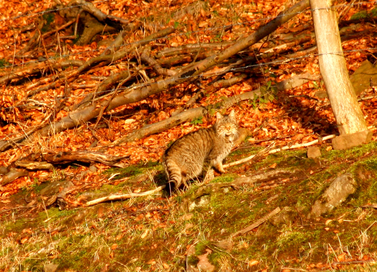 Wildkatzen auf dem Vormarsch