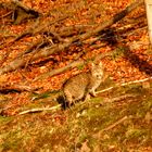 Wildkatzen auf dem Vormarsch