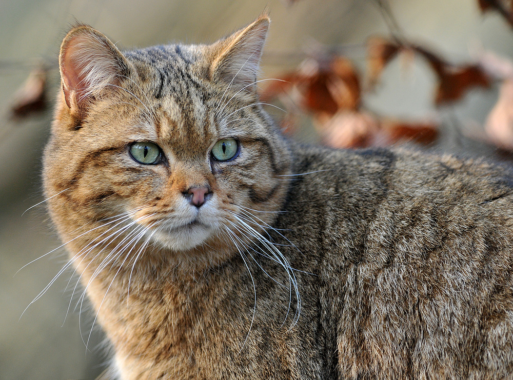 Wildkatzen – Aufmerksamkeit