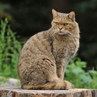 Wildkatzen - Chefkatze 01