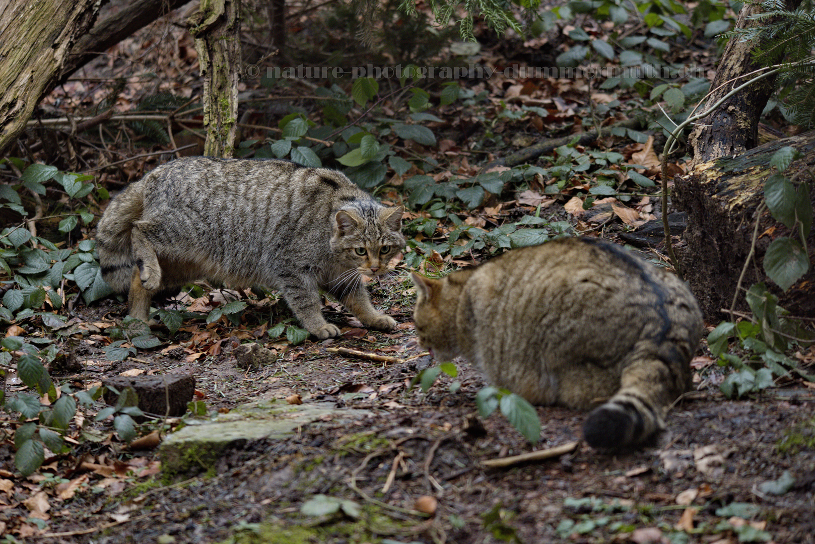 Wildkatzen (Felis silvestris)