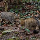 Wildkatzen (Felis silvestris)
