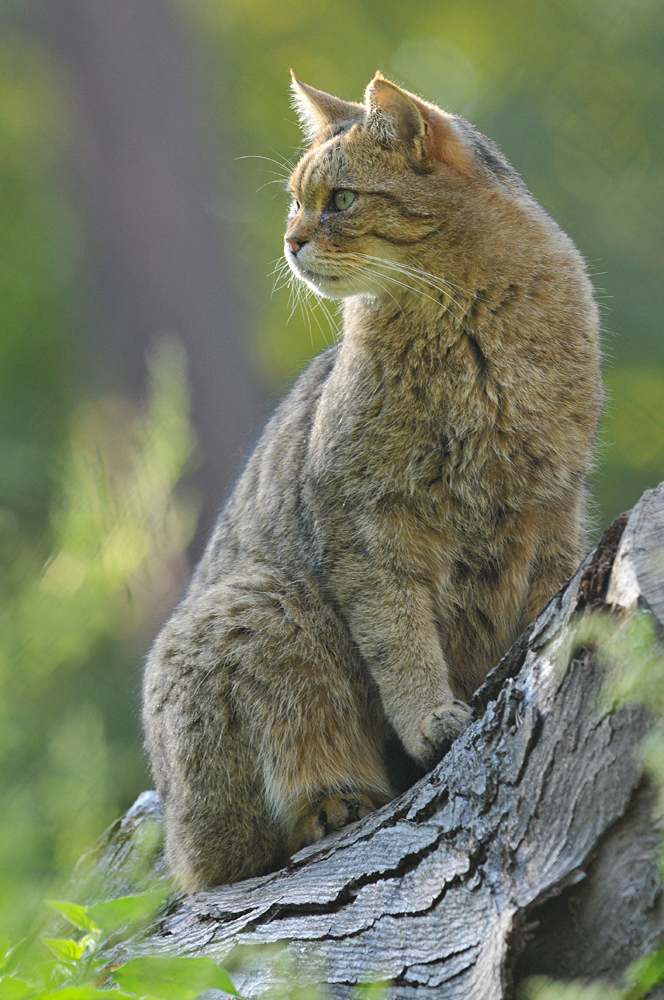 Wildkatzen – Gegenlicht