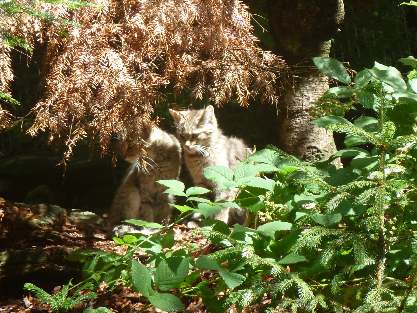 wildkatzen im bayerischen wald