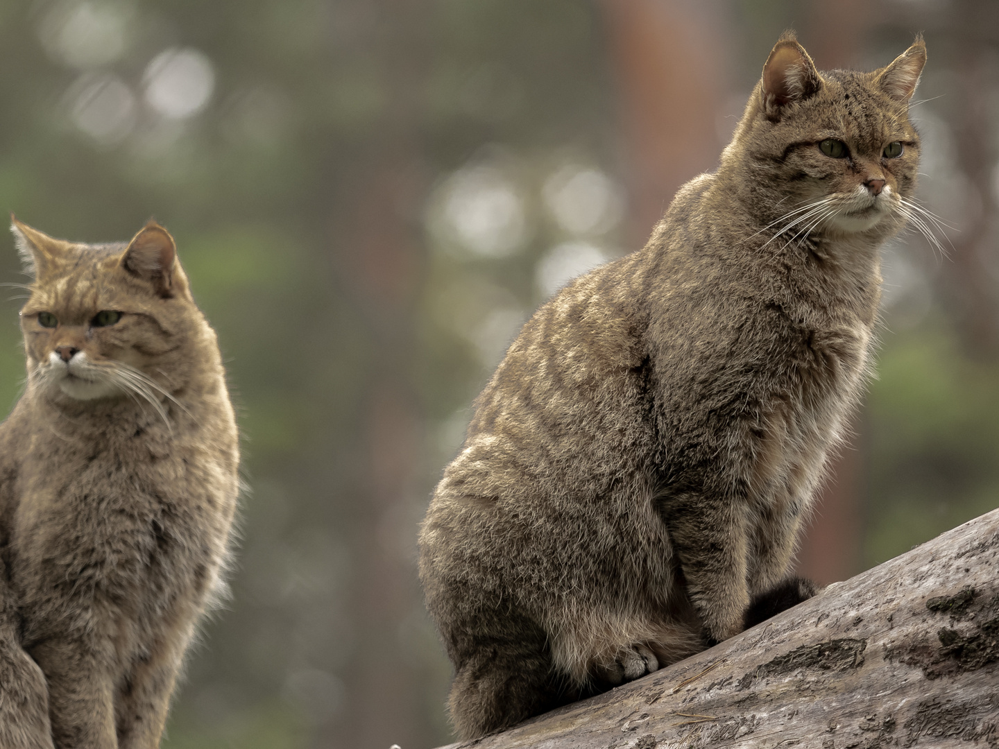 Wildkatzen in der Alten Fasanerie in Hanau.