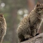 Wildkatzen in der Alten Fasanerie in Hanau.