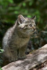 Wildkatzen Junges im Tierfreigelände Neuschönau Mai 2012