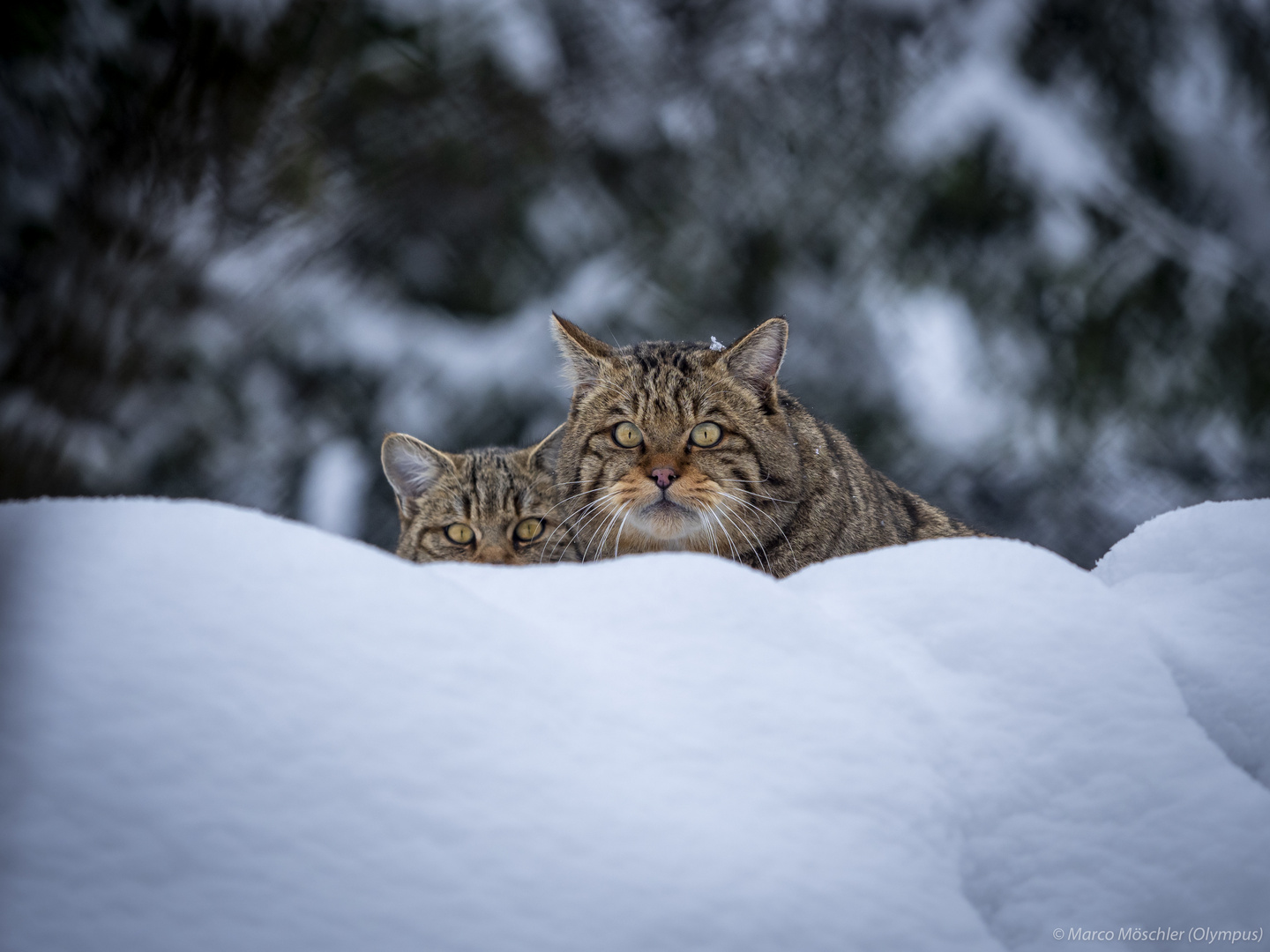 Wildkatzen (Kätzin mit Jungtier)