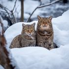 Wildkatzen (Kätzin mit Jungtier)