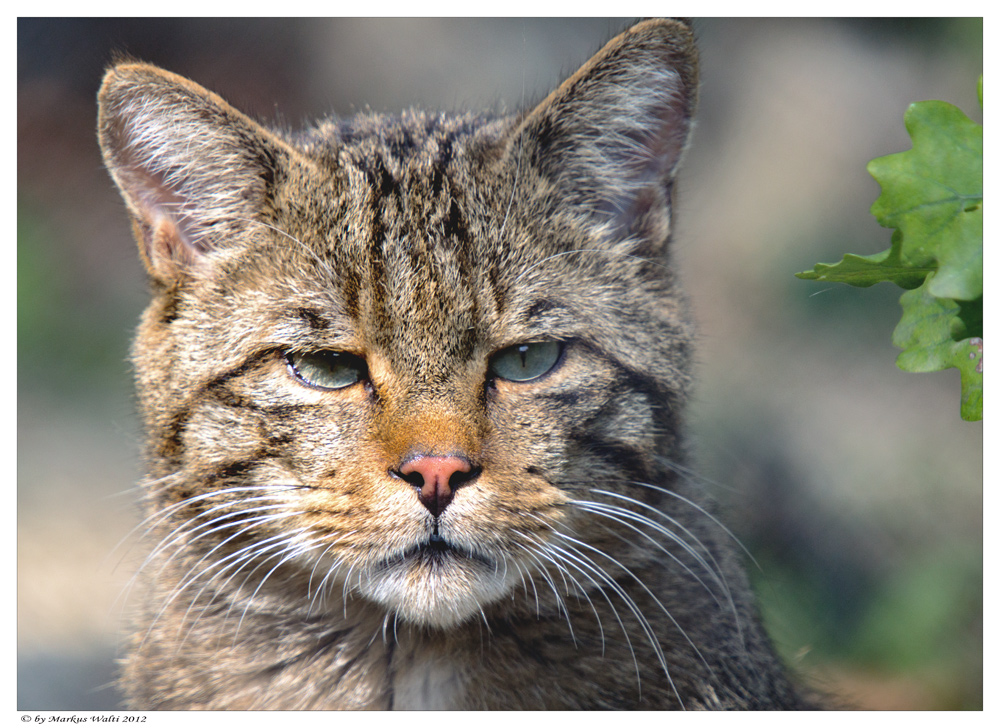 Wildkatzen - Kater