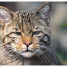 Wildkatzen - Kater