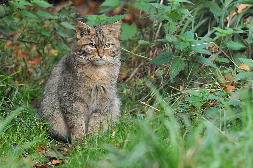 Wildkatzen-Langeweile