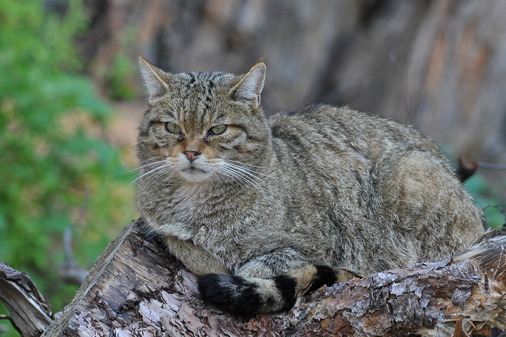 Wildkatzen – Lieblingsplatz