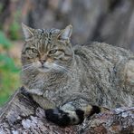 Wildkatzen – Lieblingsplatz