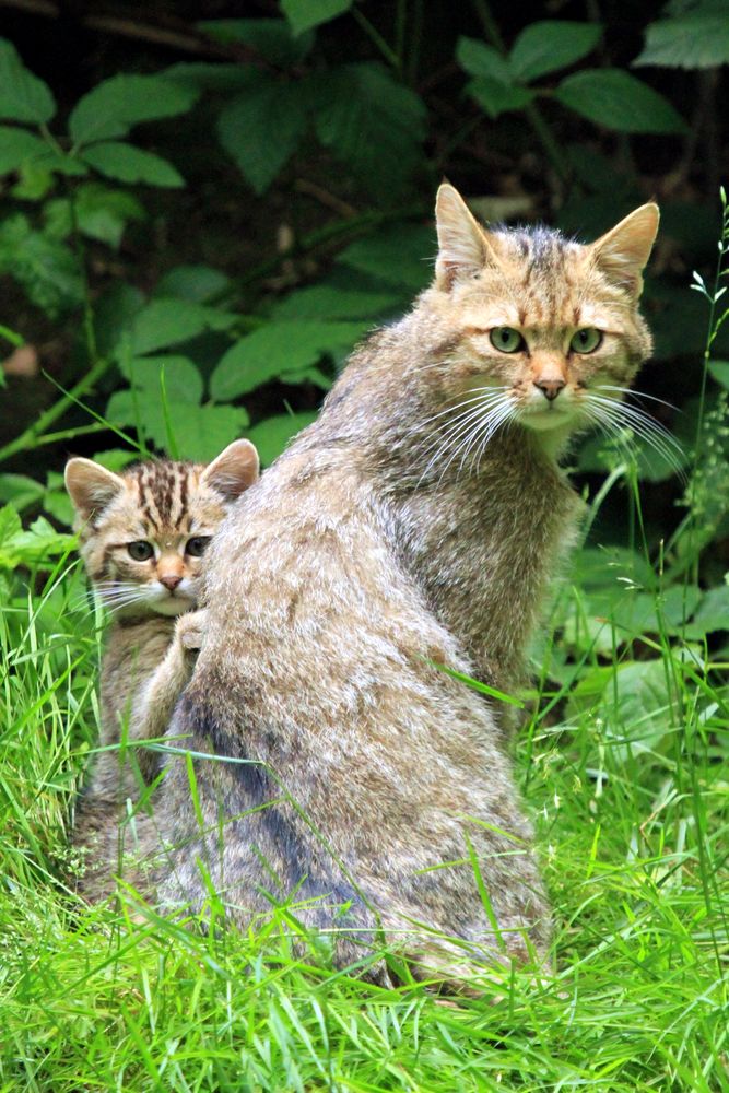Wildkatzen Mama mit Jungem