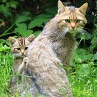Wildkatzen Mama mit Jungem
