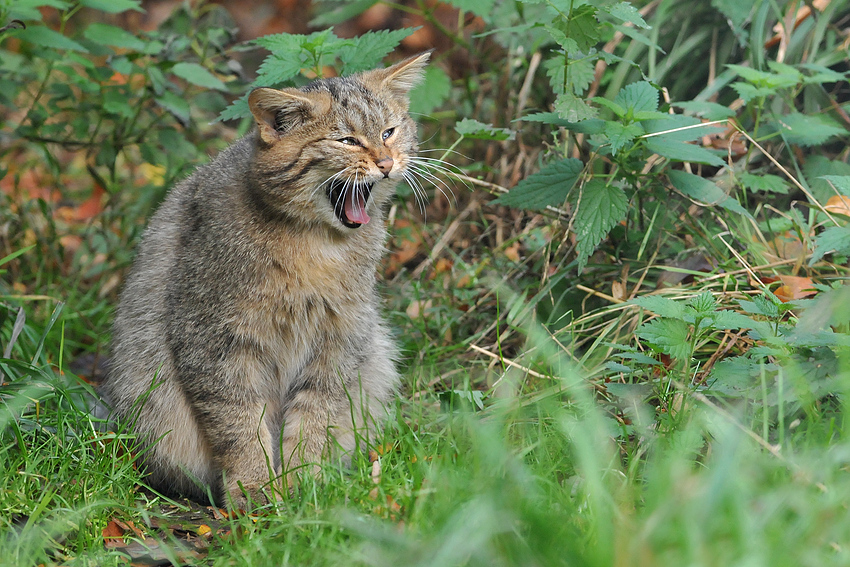 Wildkatzen-Müdigkeit