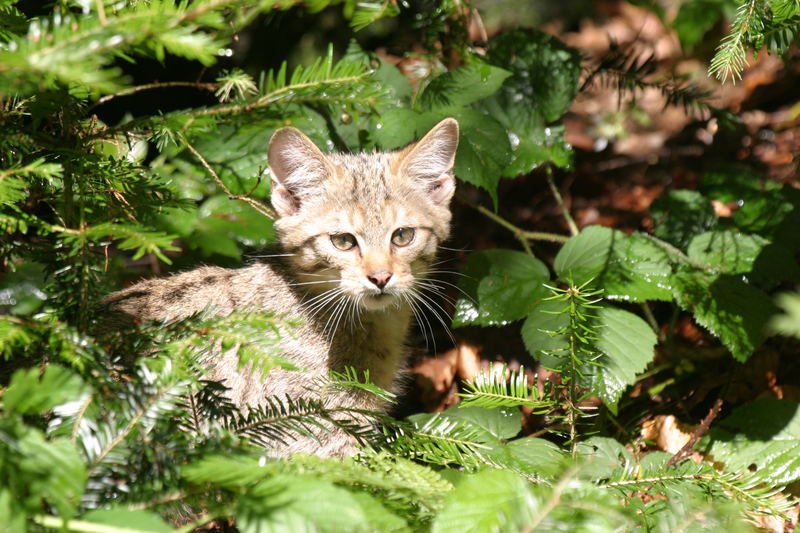 Wildkatzen Nachwuchs