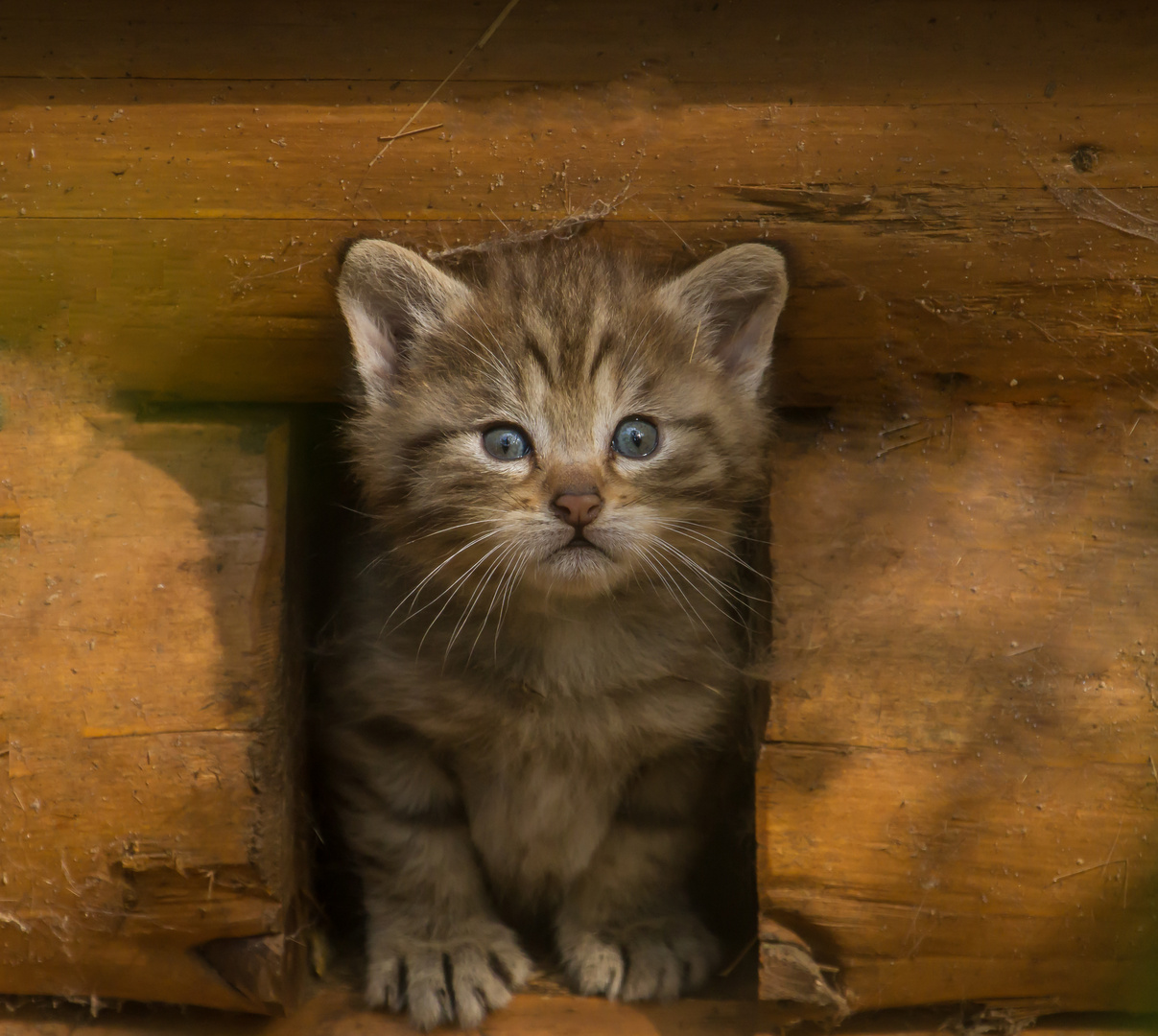 wildkatzen-nachwuchs