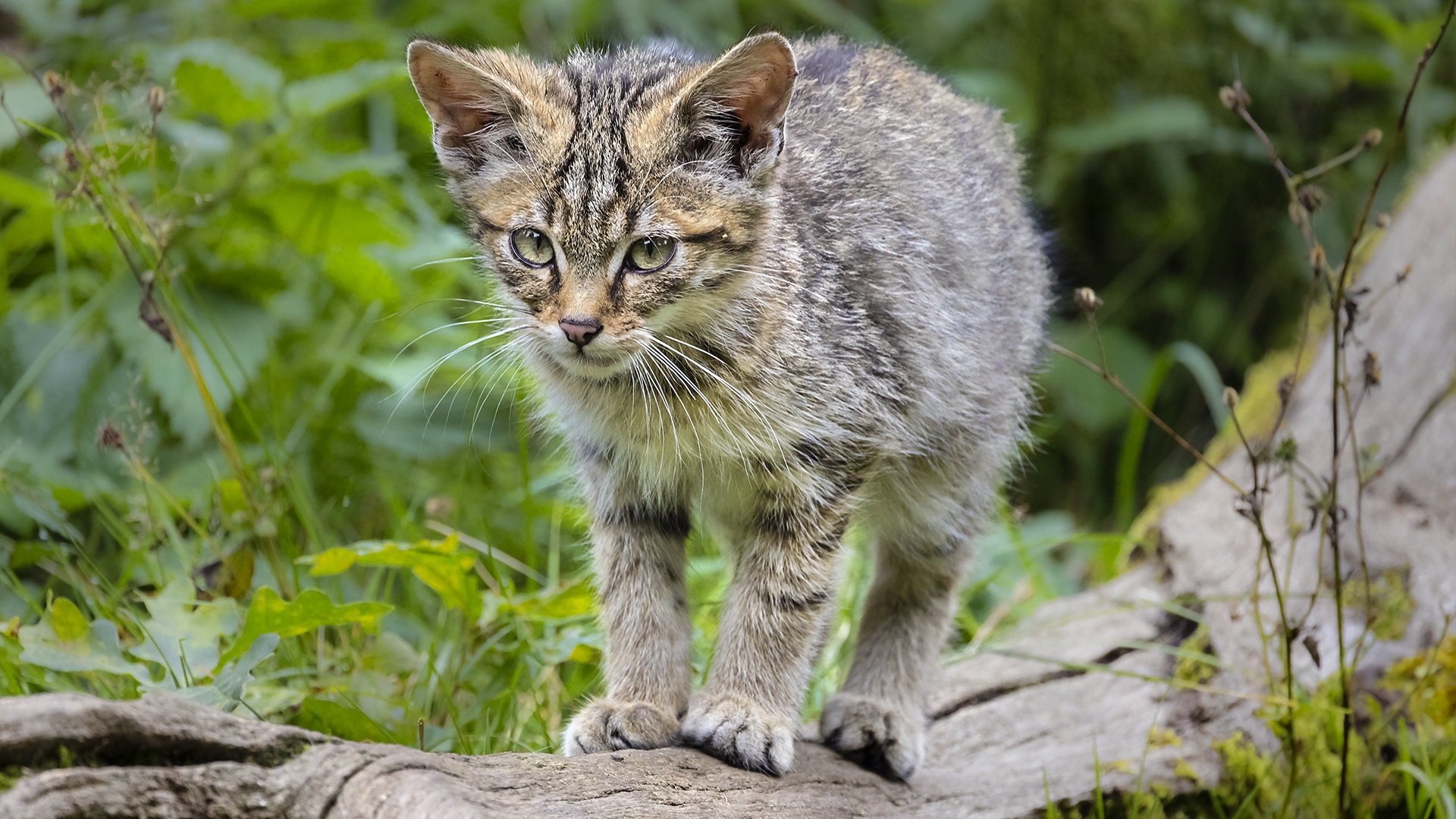 WILDKATZEN-Nachwuchs