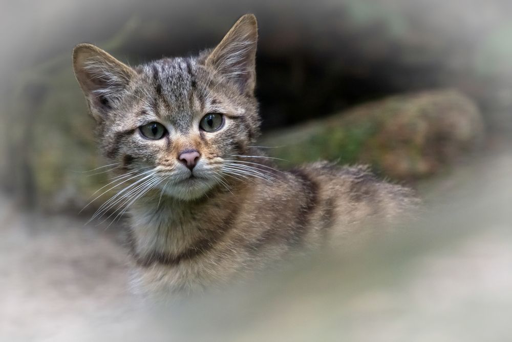 Wildkatzen-Nachwuchs...