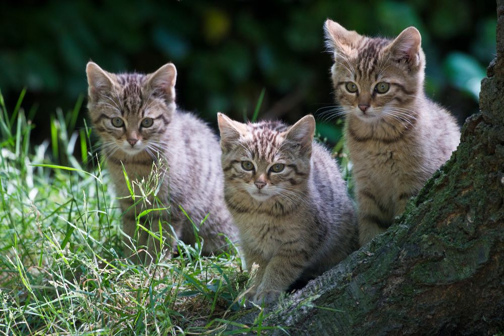 Wildkatzen Nachwuchs im Wildpark Gangeld, 29.06.2015