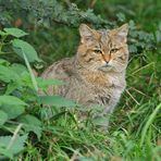 Wildkatzen (oder -kater?) - Blick