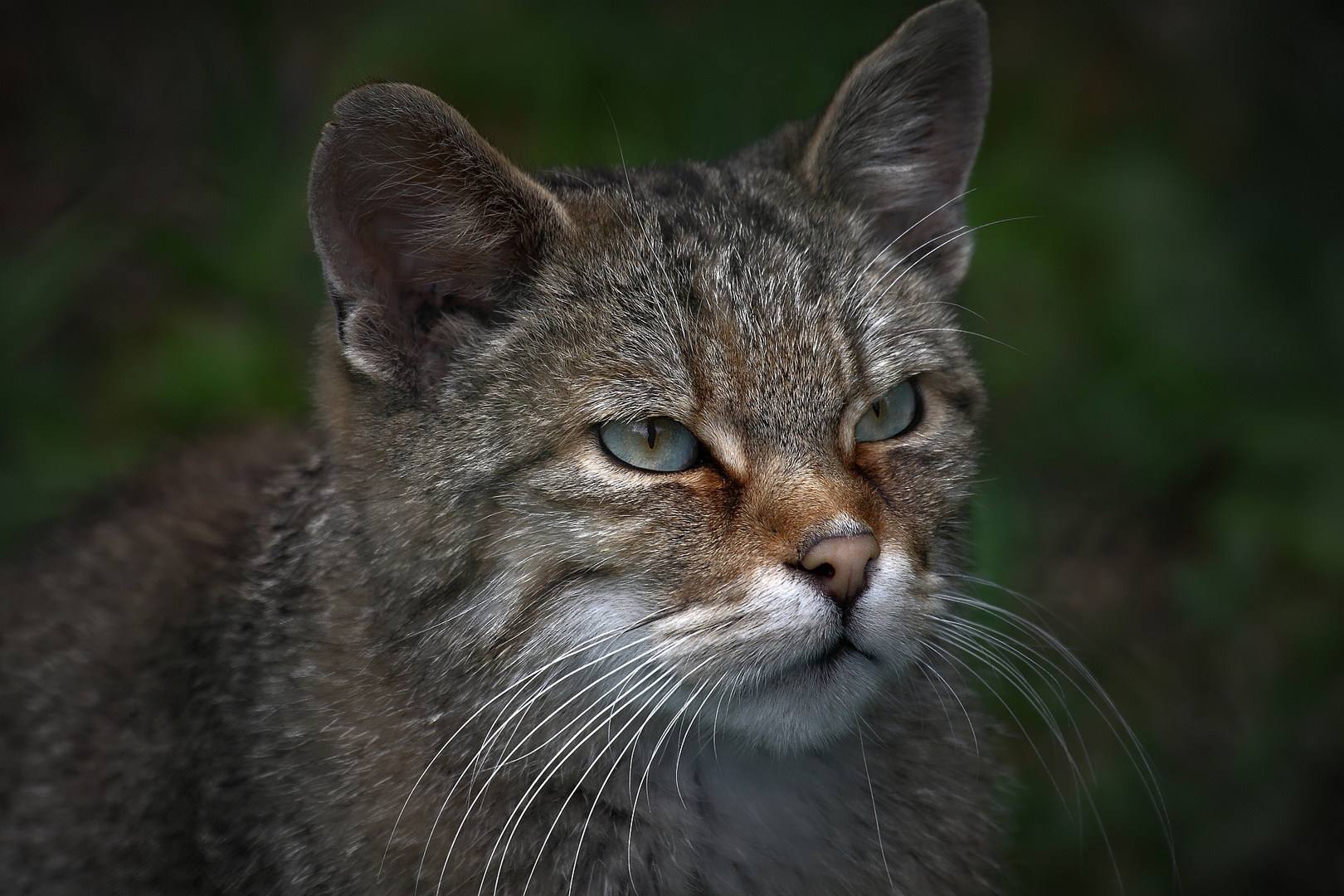 Wildkatzen Portrait