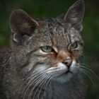 Wildkatzen Portrait
