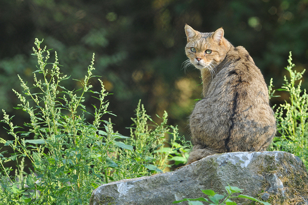 Wildkatzen – Rücken