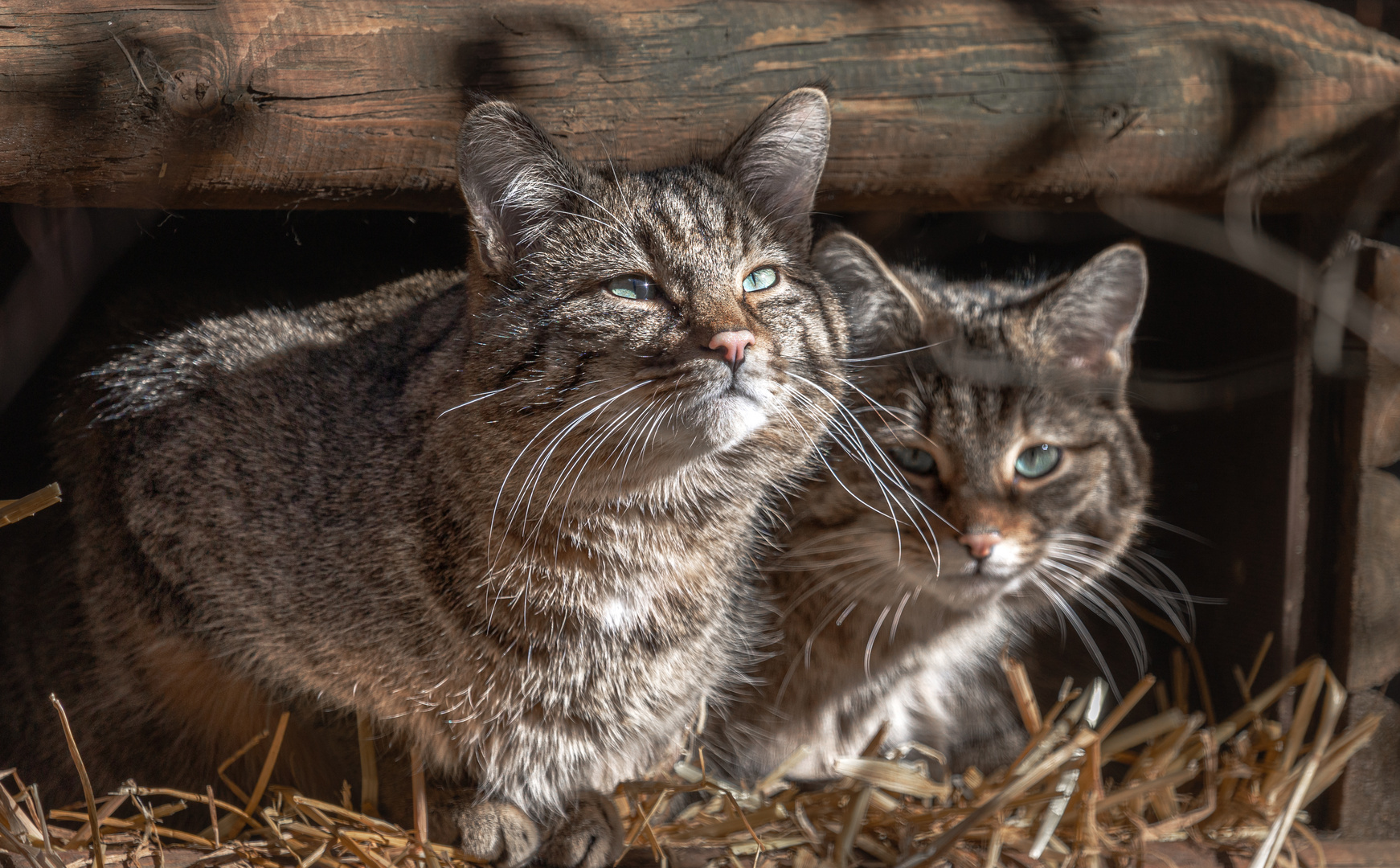 Wildkatzen....... Sonnenanbeter 