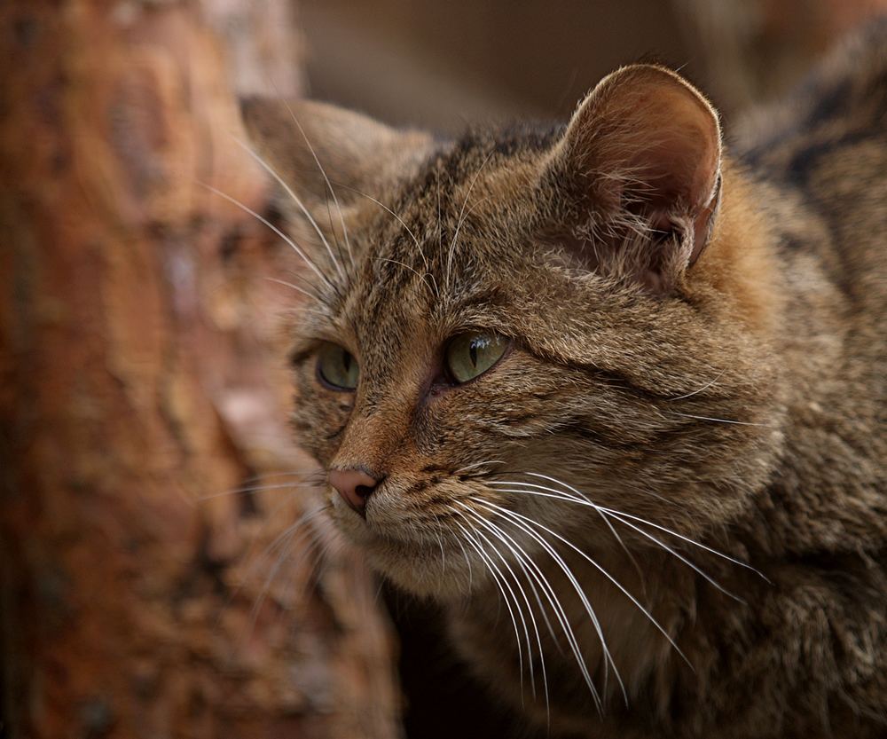 Wildkatzenaugen