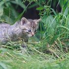 Wildkatzenbaby (Felis silvestris silvestris)