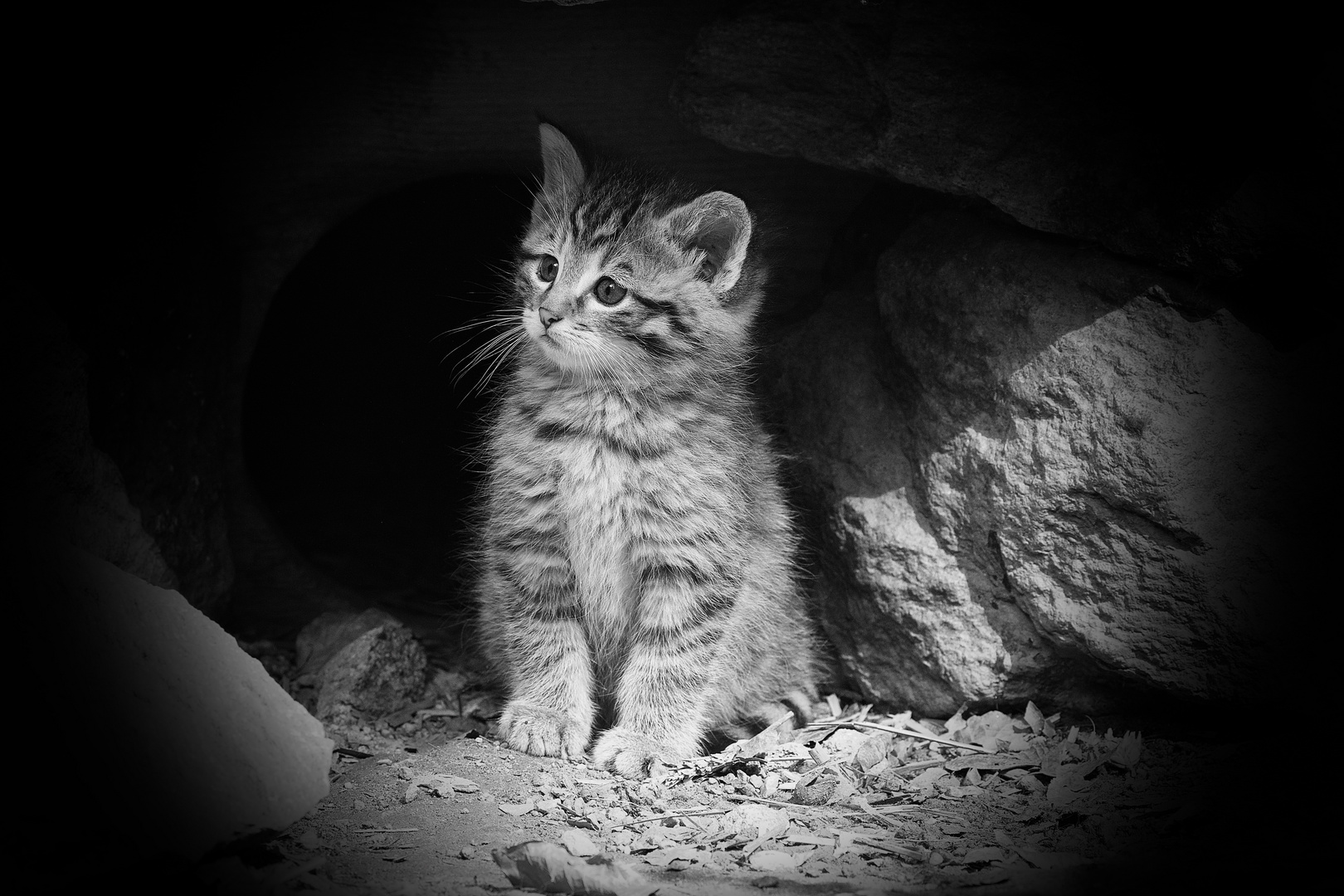 Wildkatzenbaby im Nationalpark Bayerischer Wald...