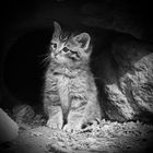 Wildkatzenbaby im Nationalpark Bayerischer Wald...